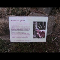 Cactus langue de vache, Opuntia lindheimeri (fam Cactacees) (txt)